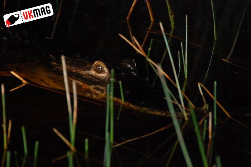 Everglades Red Eye Hunting