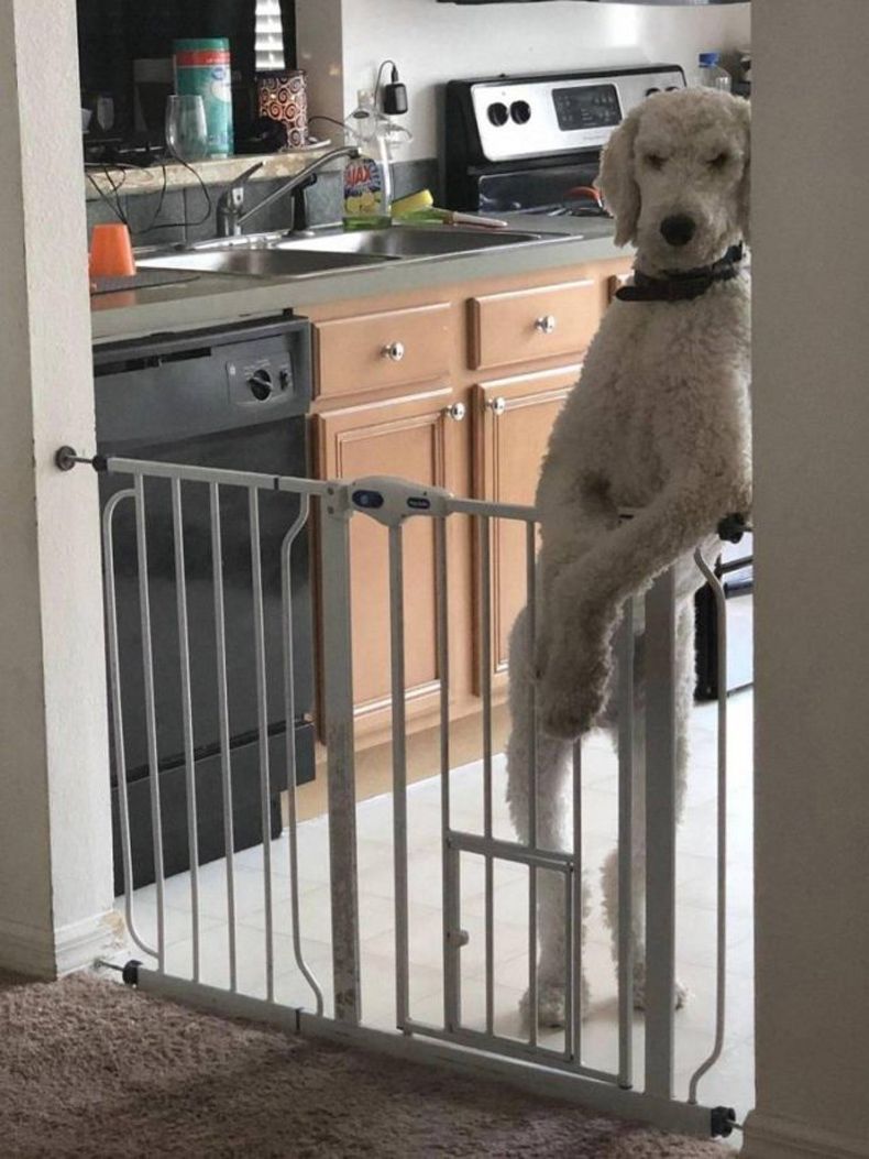 Gewoon een verzameling hilarische foto's #1492