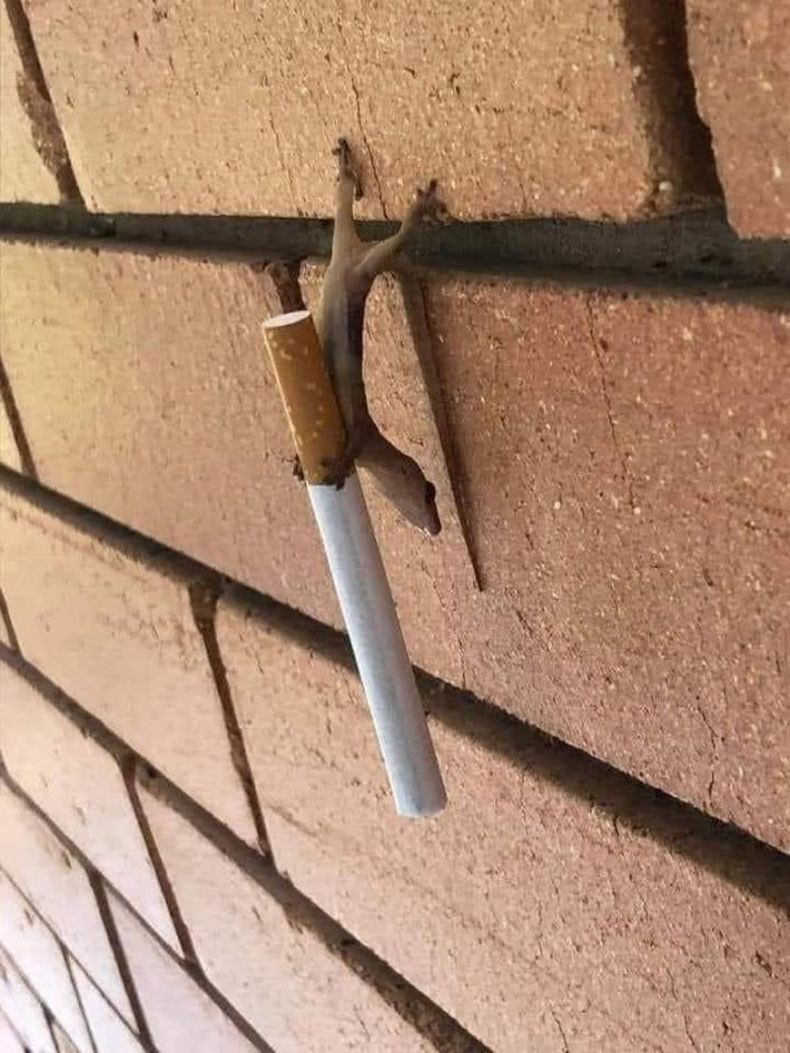 Gewoon een verzameling hilarische foto's #1492