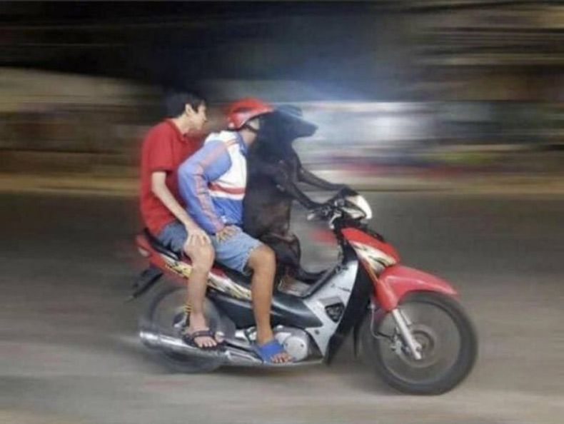 Gewoon een verzameling hilarische foto's #1507