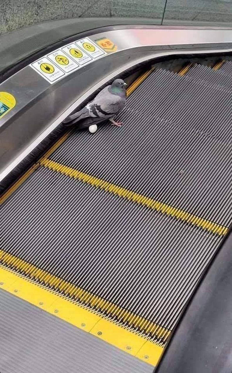 Gewoon een verzameling hilarische foto's #1506