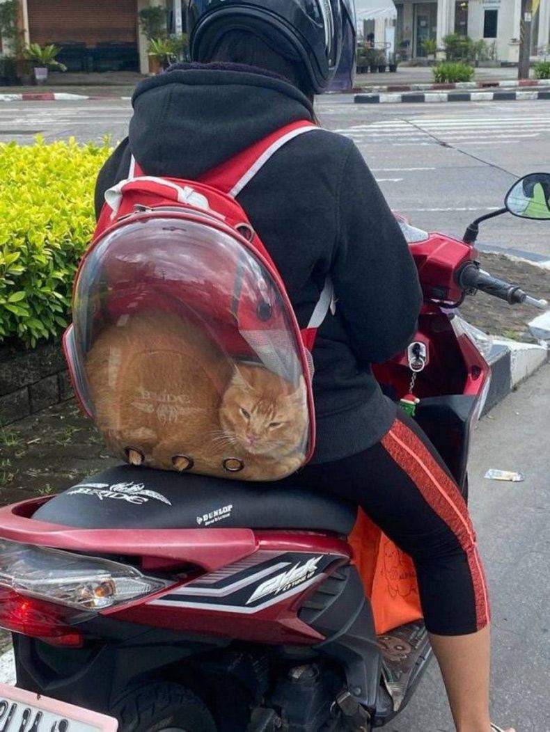 Gewoon een verzameling hilarische foto's #1504
