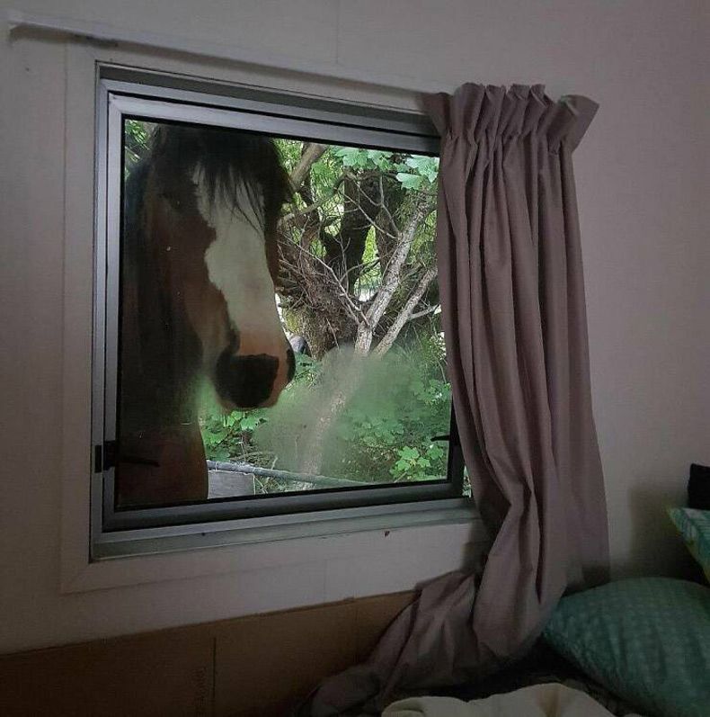 Gewoon een verzameling hilarische foto's #1590