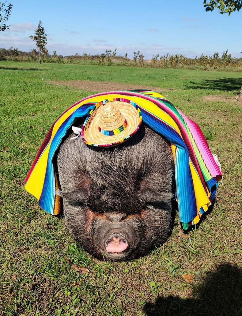 Gewoon een verzameling hilarische foto's #1594