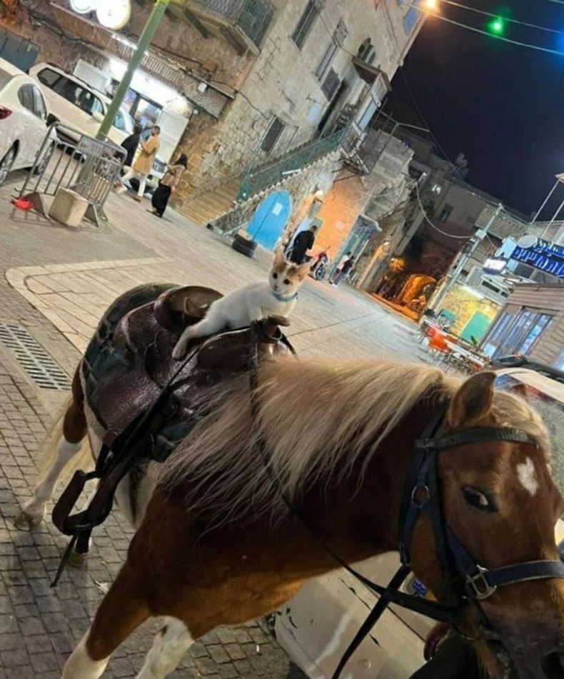 Gewoon een verzameling hilarische foto's #1595