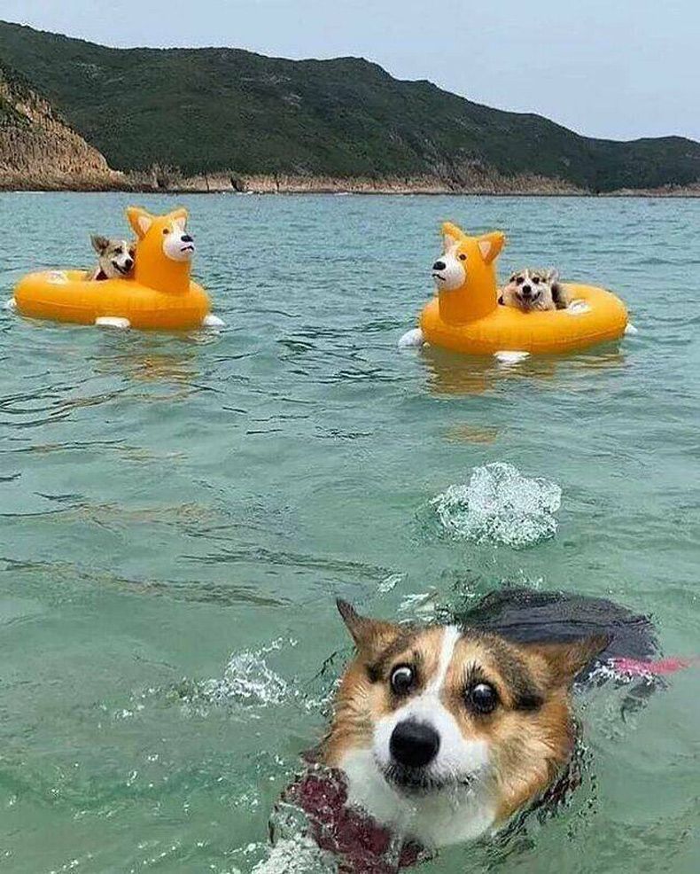 Gewoon een verzameling hilarische foto's #1600