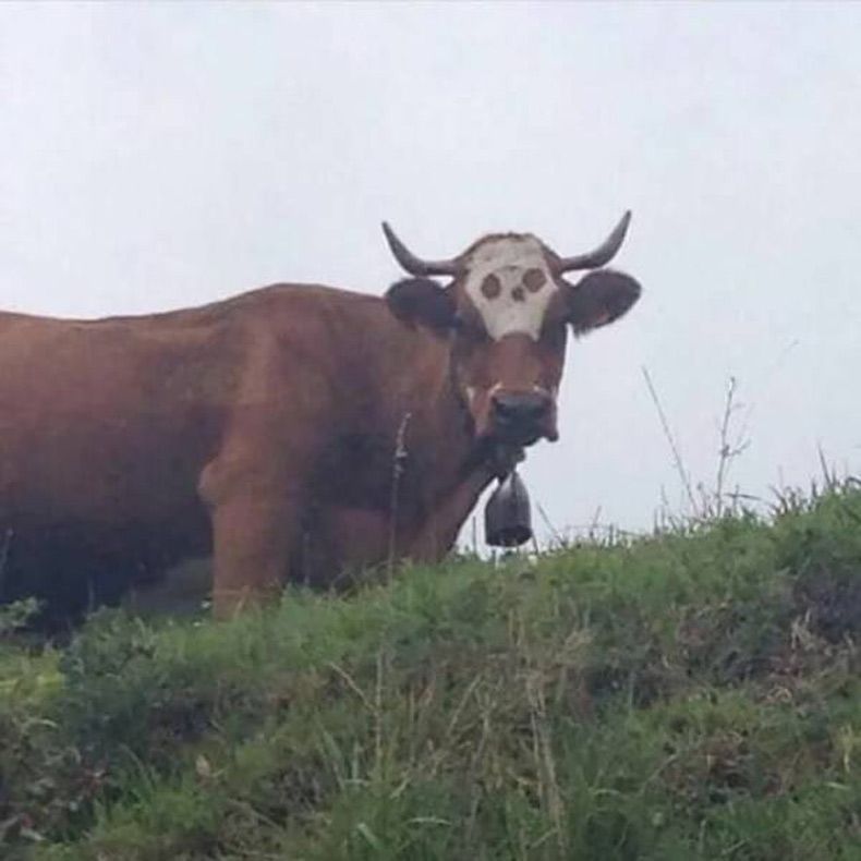 Gewoon een verzameling hilarische foto's #1600