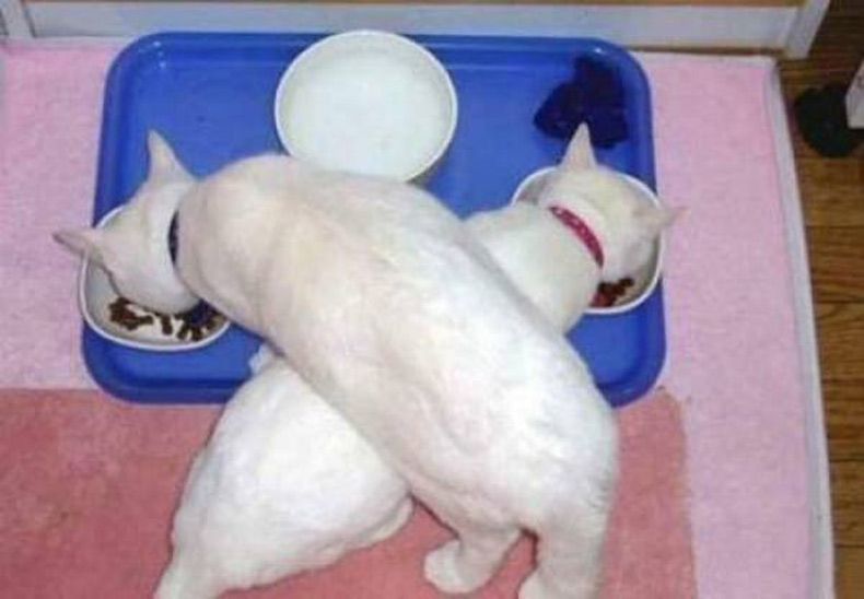 Gewoon een verzameling hilarische foto's #1605