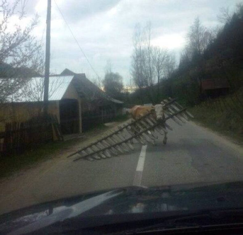 Gewoon een verzameling hilarische foto's #1605