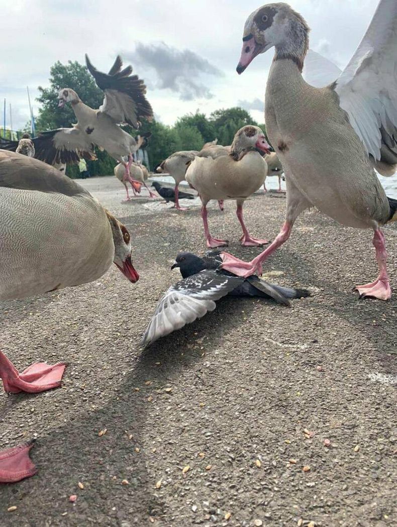 Gewoon een verzameling hilarische foto's #1605