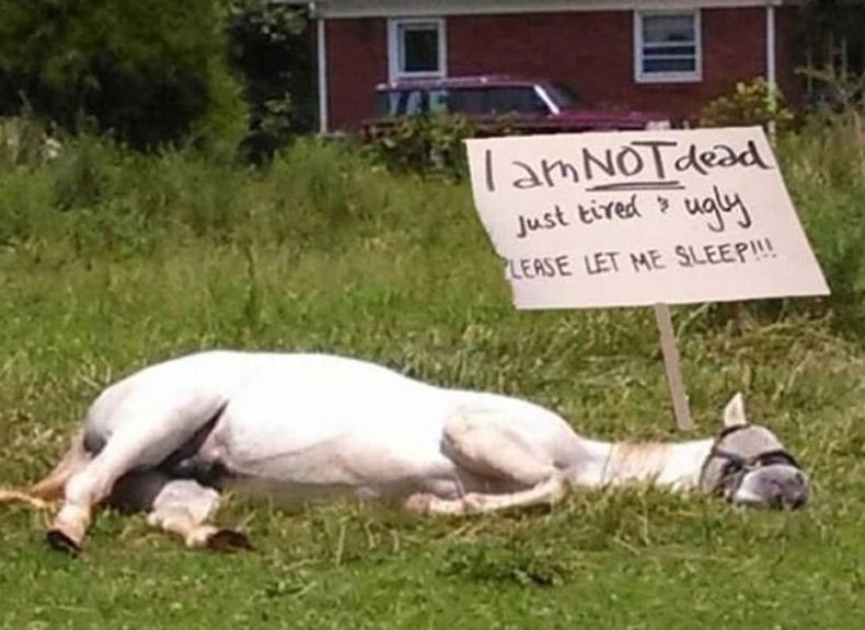 Gewoon een verzameling hilarische foto's #1605
