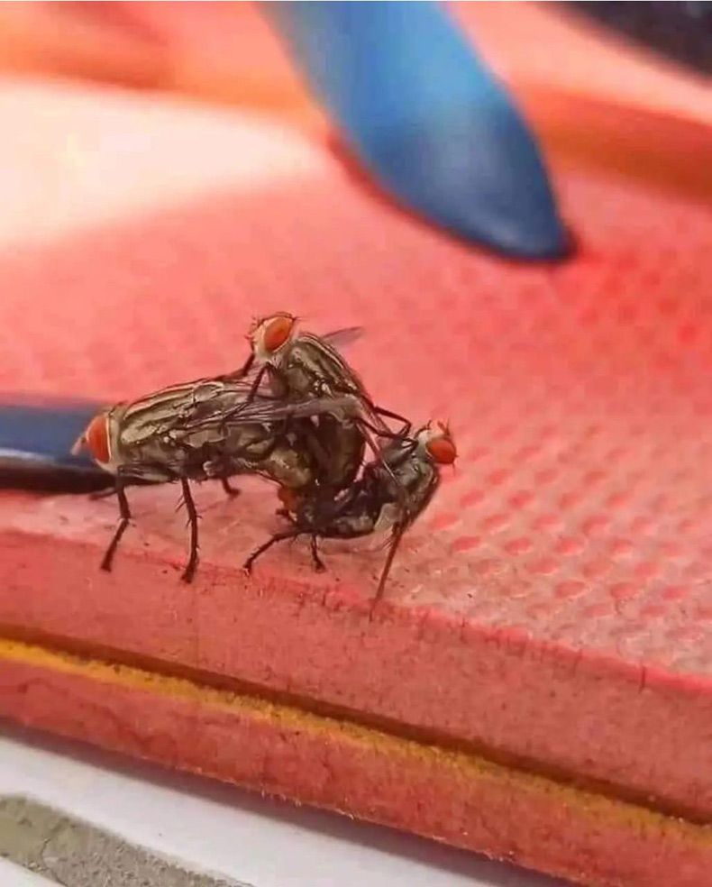 Gewoon een verzameling hilarische foto's #1608
