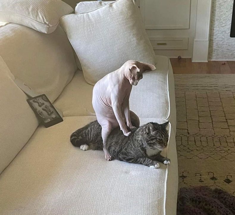 Gewoon een verzameling hilarische foto's #1608