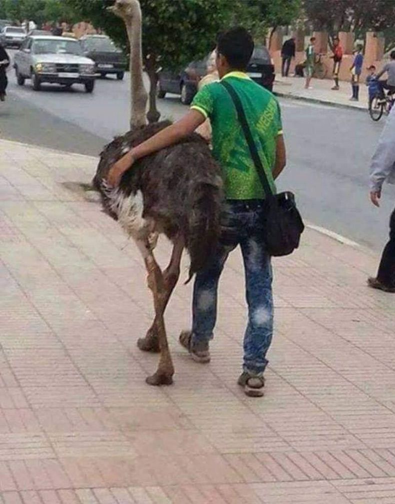Gewoon een verzameling hilarische foto's #1610