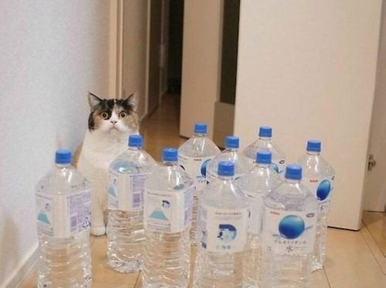 Gewoon een verzameling hilarische foto's #1612