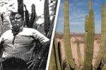 Kort, maar bizar: Texaan overlijdt nadat hij op een gigantische cactus schiet