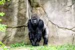 Iets voor jou? Mr Beast zoekt 100 mannen om één gorilla te verslaan, en Elon Musk heeft ook iets te zeggen