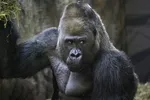 Na al de King Kong-heisa: experts voorspellen wie het gevecht zou winnen als 100 mannen het opnemen tegen 1 gorilla