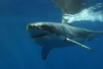 Grootste witte haai ooit in de Atlantische Oceaan waargenomen, is onderweg naar populaire vakantiebestemming