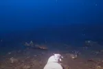 Man laat camera op de zeebodem zakken en filmt angstaanjagend roofdier dat haaien kan verslinden