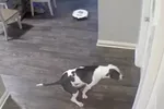 Waarom een hond en een robotstofzuiger misschien niet de allerbeste combinatie is...
