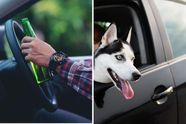 Dronken chauffeur wisselt snel van plaats met zijn hond om boete te vermijden
