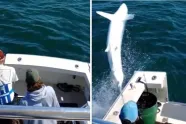 Snelste haai ter wereld voert brutale 'luchtaanval' uit op vissers en belandt in hun boot