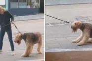 Betrapt! Vrouw gaat wandelen met hond en die weigert dienst voor stamkroeg van haar echtgenoot