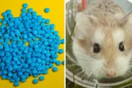 Ook stijf veel last van jetlag? Neem dan een viagra, het helpt (alvast bij hamsters)