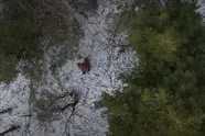 Nieuwe dronebeelden van Bigfoot bestempeld als de beste tot nu toe: "Het ultieme bewijs!"