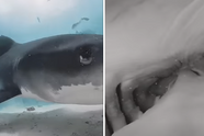 Het ongelooflijke moment waarop een haai een camera inslikt en zijn eigen 'binnenkant' filmt