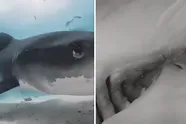 Het ongelooflijke moment waarop een haai een camera inslikt en zijn eigen 'binnenkant' filmt
