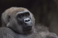 Onderzoek: 8% van de mannen denkt een gorilla te kunnen verslaan in een gevecht