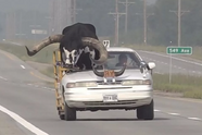 Man rijdt doodleuk op de snelweg met een gigantische stier op de passagiersstoel