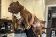 "Mijn pitbull Hulk van 2 miljoen is de grootste ter wereld. Zijn kids zitten illegaal in het VK"