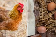 Wat was er nu eerst: de kip of het ei? Wij vroegen het aan ChatGPT, want die weet alles. Toch?