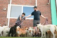 Canadees vestigt bijzonder wereldrecord. Dit is hoeveel honden hij tegelijkertijd uitliet...