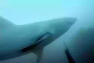 Beangstigende GoPro-beelden tonen moment dat man 'bijna opgegeten' wordt door grote witte haai