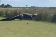 Mensen verbijsterd nadat beelden schokkend moment tonen waarop 'dinosaurus-alligator' over golfbaan wandelt