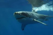 Grootste witte haai ooit in de Atlantische Oceaan waargenomen, is onderweg naar populaire vakantiebestemming