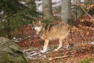 Straks nog meer zones 30? Vlaamse vereniging 'Welkom Wolf' wil extra snelheidsbeperkingen om wolven te beschermen