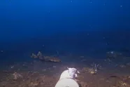 Man laat camera op de zeebodem zakken en filmt angstaanjagend roofdier dat haaien kan verslinden