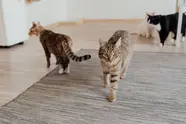 De onverwachte therapeut: waarom de stoerste mannen stiekem smelten voor een kat