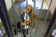 Doodsbange asielhond knuffelt beste vriend uren voordat hij wordt afgemaakt en redt daarmee hun leven
