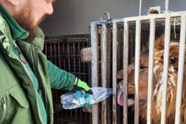 Leeuwen en tijgers die ernstig getraumatiseerd zijn in Oekraïne worden gered en opgevangen door een Nederlands opvangcentrum