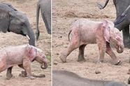 Zeldzame baby-albino olifant gespot in Afrikaans natuurreservaat