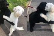 Op straat komen twee hondenbroers en -zussen elkaar tegen nadat ze hebben herkend wie ze zijn