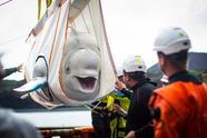 Beluga-walvispaar dat werd gered van een bestaan als showdieren kunnen niet stoppen met glimlachen van vreugde