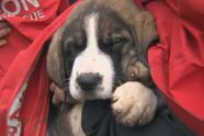 Twee achtergelaten St. Bernard-puppy's die vast zaten op een klif werden gered na dagenlang gehuil om hulp
