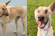 17 keer beschoten, oor afgesneden, verblind en zwanger, maar deze hond is nu op een missie om liefde te verspreiden